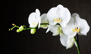 如何养蝴蝶兰? 家里如何养蝴蝶兰