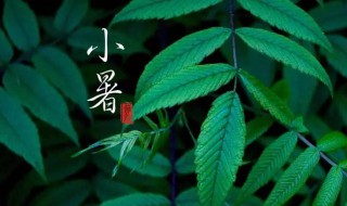 小暑节气警惕这些高发疾病 小暑节气对身体的影响