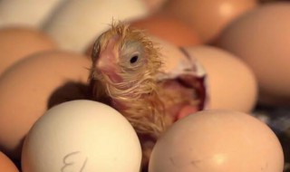 才出壳的小鸡怎么喂养和防病?（才出壳的小鸡怎么喂养和防病虫）