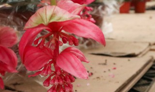 宝莲灯花谢了怎么才能长新芽?（宝莲灯多久长新芽）