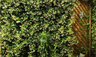 风车茉莉怎么养成花墙? 风车茉莉怎么养成花墙