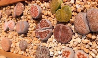 生石花夏天怎么养护? 生石花夏天怎么养护