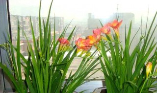 香雪兰花谢后怎么养护?（香雪兰花谢后怎么养护）