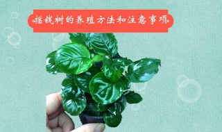 养摇钱树需要注意哪些? 养摇钱树注意事项