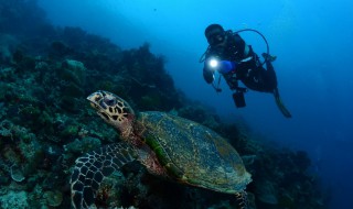 潜水的注意事项有哪些 潜水的注意事项有哪些图片
