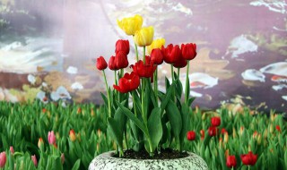 花放在水里怎么活得久一点?（什么花放在水里面能活得久）