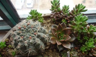 绯花玉怎么繁殖小球? 绯花玉的繁殖方法和注意事项