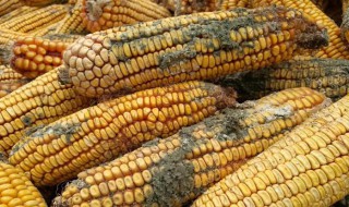 玉米轻微发霉处理方法? 玉米潮湿发霉怎么办