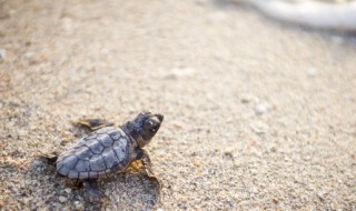 养龟注意事项（养龟注意事项有哪些）