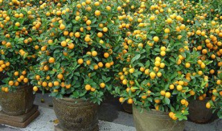 盆栽金桔不发新芽怎么办? 金桔为什么不发新芽