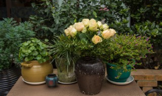 咖啡兰的养殖方法和注意事项?（咖啡兰的养殖方法和注意事项）