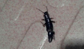 水虫怎么消灭 怎么除水虫