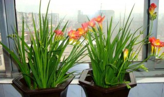 香雪兰花谢了怎么处理? 香雪兰花谢了怎么处理好