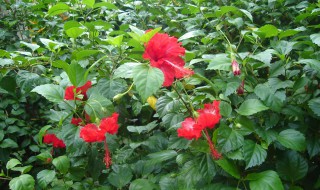 扶桑花黄叶子是怎么回事怎么补救?（扶桑花叶黄掉叶是怎么回事）