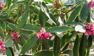 金边瑞香怎么养才能更旺盛? 金边瑞香怎么养才能更旺盛一些