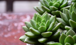 多肉植物怎么养胖? 多肉植物怎么养胖一点