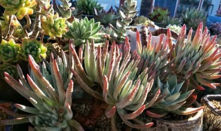 爱杜丽丝多肉怎么养? 爱杜丽丝多肉用什么土