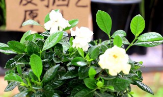 带花苞栀子花刚买回来怎么养?（带花苞栀子花刚买回来怎么养）