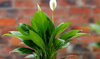 一帆风顺怎么水养? 一帆风顺怎么水养花才旺