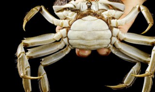 幼崽螃蟹怎么养活? 幼崽螃蟹怎么养活