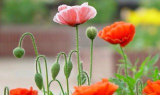 虞美人鲜切花怎么养? 虞美人切花养护知识