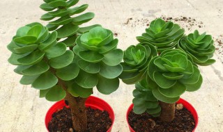 金钱木怎么养才茂盛多头? 大金钱木怎么养
