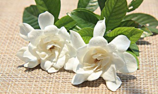 怎么让花保持新鲜?（怎么让花保持新鲜活力）