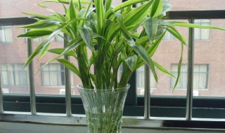 富贵竹怎么水养才旺盛?（富贵竹怎么水养才旺盛图片）