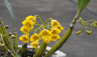 鼓槌石斛怎么养才开花? 鼓槌石斛的养殖方法与技巧