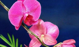 蝴蝶兰二次开花怎么养? 蝴蝶兰二次开花怎么养护视频