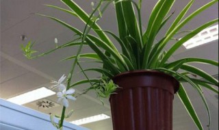 吊兰怎么养得又大又旺?（吊兰怎么养得又大又旺人）