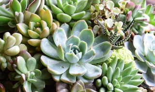 红宝石多肉怎么养成多头?（红宝石多肉怎么养才爆棚）