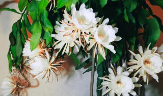 昙花如何养护才开花? 昙花如何养护才开花