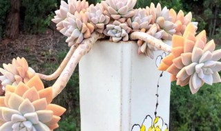 肉肉花怎么养?（肉肉花怎么养视频）