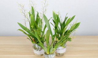 文心兰怎么养才能开花? 文心兰花后怎么养