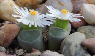 石生花如何养活? 石生花如何养活