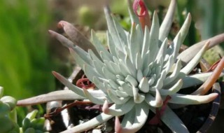 仙女杯多肉怎么养?