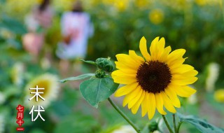 入伏从哪一天开始到哪一天截止 入伏是哪天到哪天