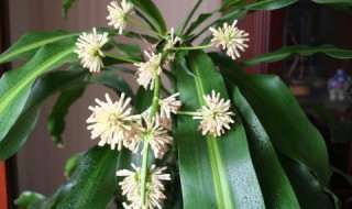 巴西木开花后怎么处理?（巴西木开花后怎么处理掉）