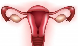 排卵期是什么（排卵期是什么样的症状图片）