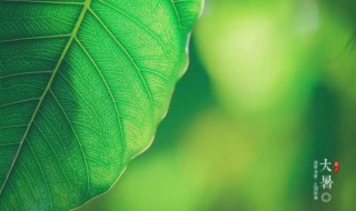 2021年大暑五行穿衣指南 2021年大暑日历