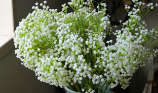 满天星怎么养才不会枯萎? 满天星怎么养才不会枯萎喷水吗