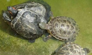 新手养龟怎么入门? 新手养龟怎么入门教学