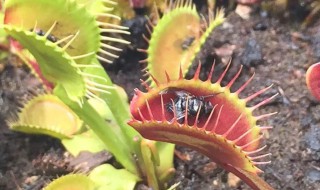 捕蝇草怎么养不易死?（捕蝇草为什么难养）