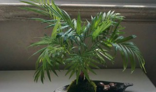 凤尾竹怎么养才茂盛? 凤尾竹怎么养才茂盛好看