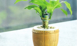 怎么养殖巴西木?（怎么养殖巴西木盆栽）