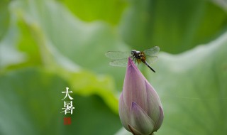 大暑养生要点讲解大暑节气如何养生（大暑养生要点讲解大暑节气如何养生呢）