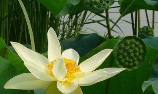 2021什么时候入伏 2021什么时候入伏天