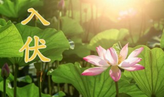 入伏2021年从哪一天开始 2021年入伏是哪一天开始