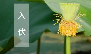 几号入伏2021（几号入伏2021年几号入二伏）